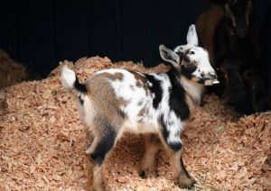 Nigerian Dwarf Goats