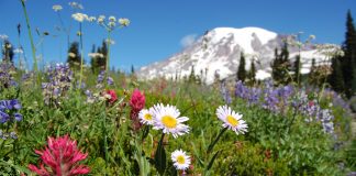 Mount Rainier Wild Flowers