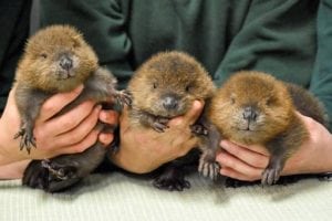 A visit to Northwest Trek Wildlife Park is fun for the whole family. Photo courtesy: Northwest Trek Wildlife Park. 