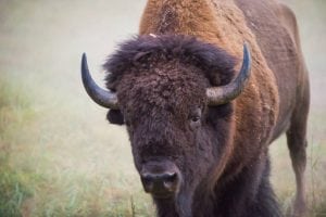 Come see the animals at Northwest Trek Wildlife Park. Photo courtesy: Northwest Trek Wildlife Park. 