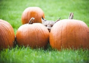 Point Defiance Zoo Boo