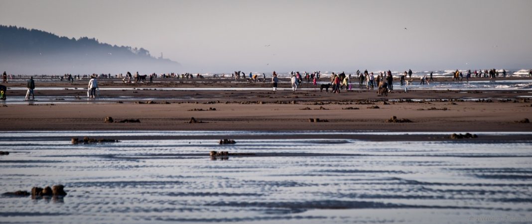 Razor clams on Long Beach