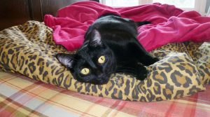 Featured pet Cinders