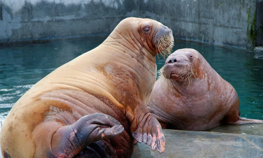 Point Defiance Zoo Walruses