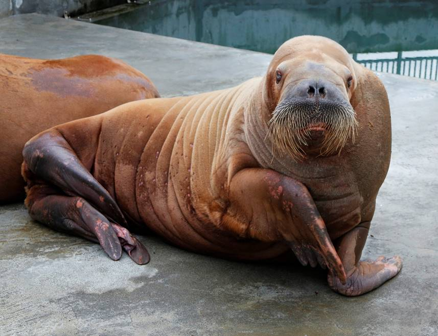 Walruses at Point Defiance