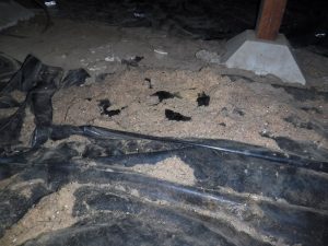 Crawl space issues