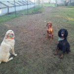 McKenna Kennels