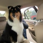 Collie