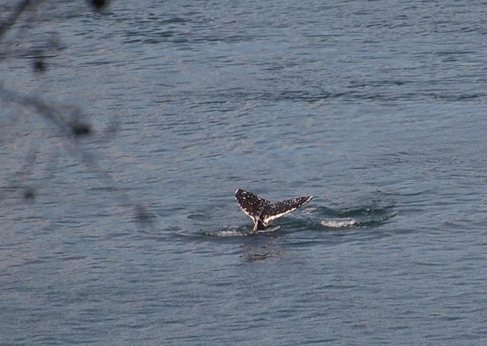 Humpback whale tail