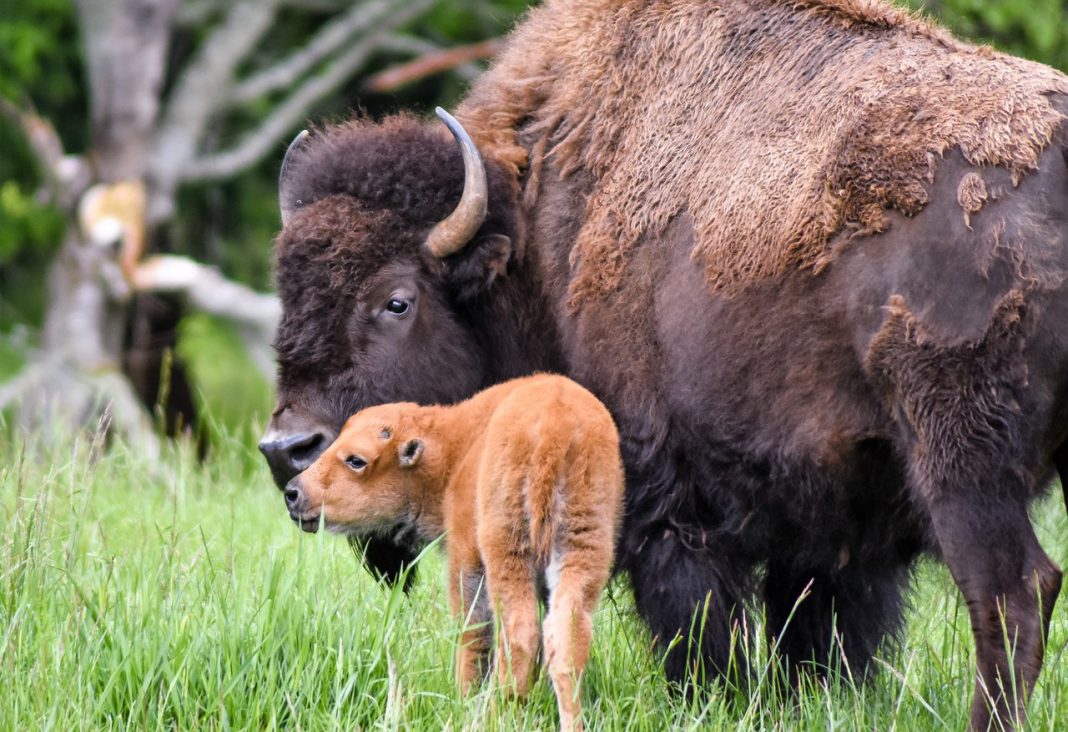 Bison and calf kiss