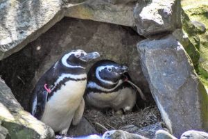 PDZA Penguins