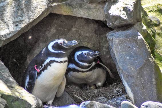 penguin 2 PDZA Penguins
