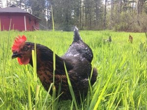 Fresh Eggs Ryan Family Farm