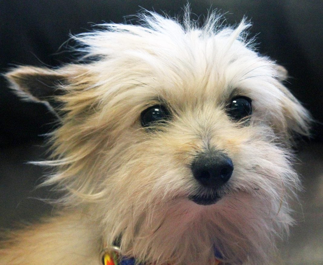 The Humane Society for & Pierce County’s Featured Pet of the