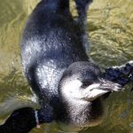 Point Defiance Zoo & Aquarium 6