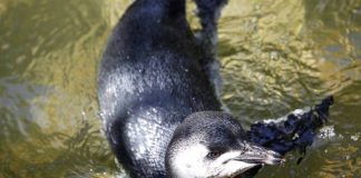 Point Defiance Zoo & Aquarium Penguin