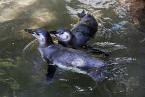 Point Defiance Zoo & Aquarium Penguin