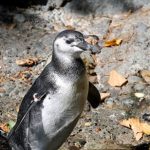 Point Defiance Zoo & Aquarium 9