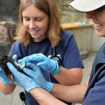 Point Defiance Zoo Puffin