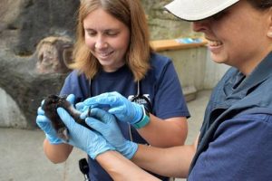 Point Defiance Zoo Puffin