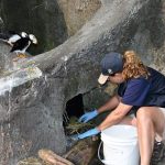 Point Defiance Zoo Puffin