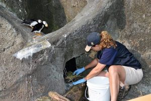 Point Defiance Zoo Puffin