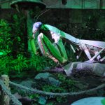 Washington State Fair-praying-mantis