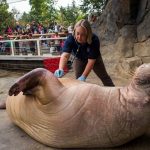 Point Defiance Zoo & Aquarium 13