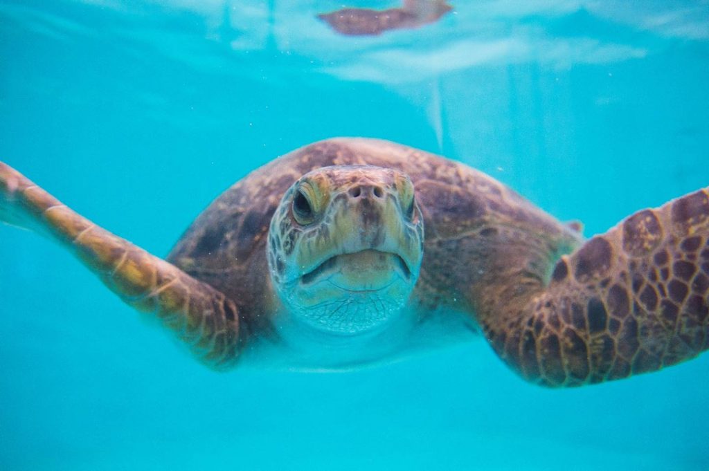 Point Defiance Zoo & Aquarium Sea Turtle 