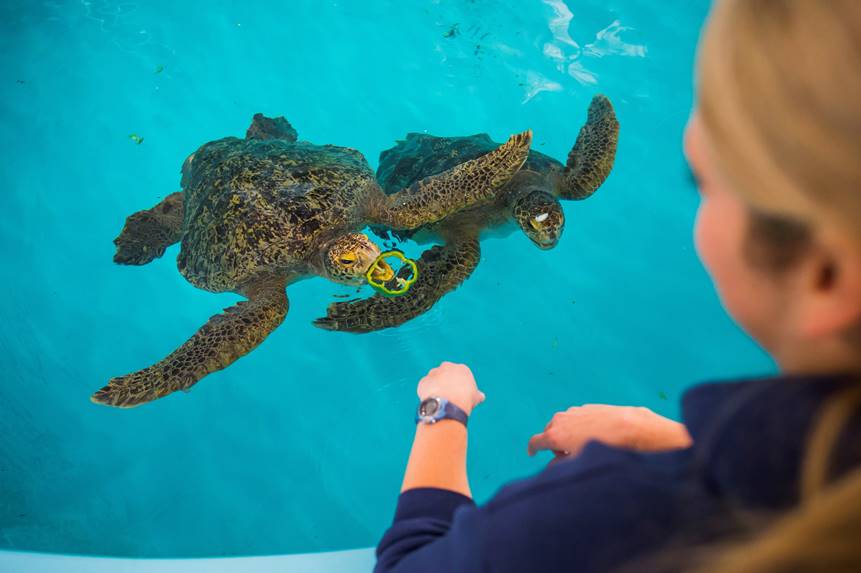 Point Defiance Zoo & Aquarium Sea Turtle 