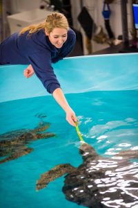 Point Defiance Zoo & Aquarium Sea Turtle 