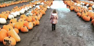 South Sound Pumpkin Patches