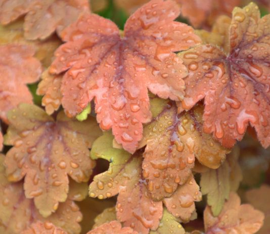 fall landscaping