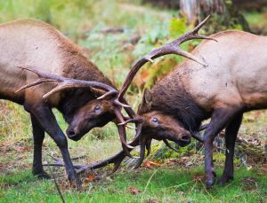 Northwest Trek Wildlife Park Elk