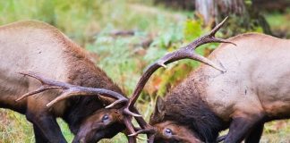 Northwest Trek Wildlife Park Elk