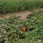 Rutledge Corn Maze