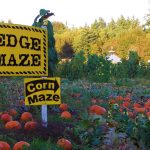 Rutledge Corn Maze