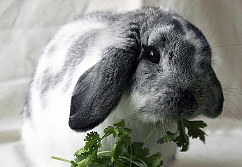 The Humane Society for Tacoma & Pierce County Featured Pet Bun Bun