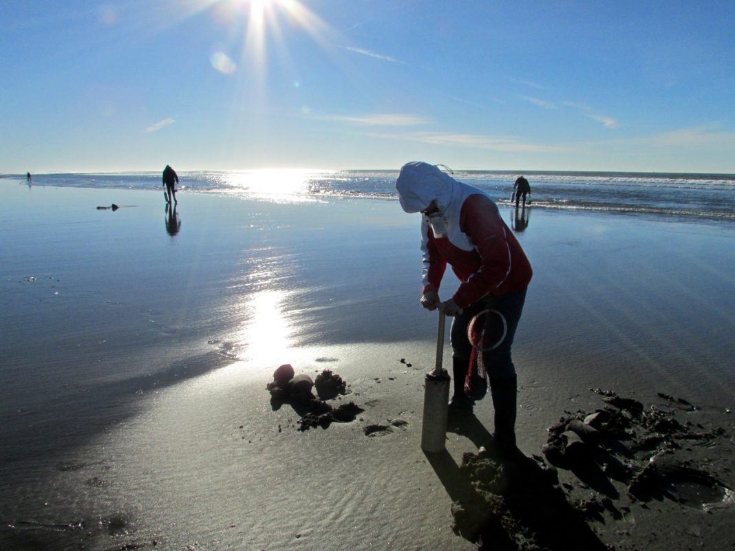 Razor clamming gun