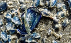 Beachcombing Grays Harbor