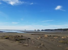 Beachcombing Grays Harbor