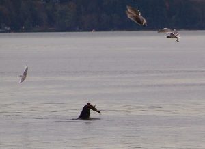 Whale Watching Point Defiance