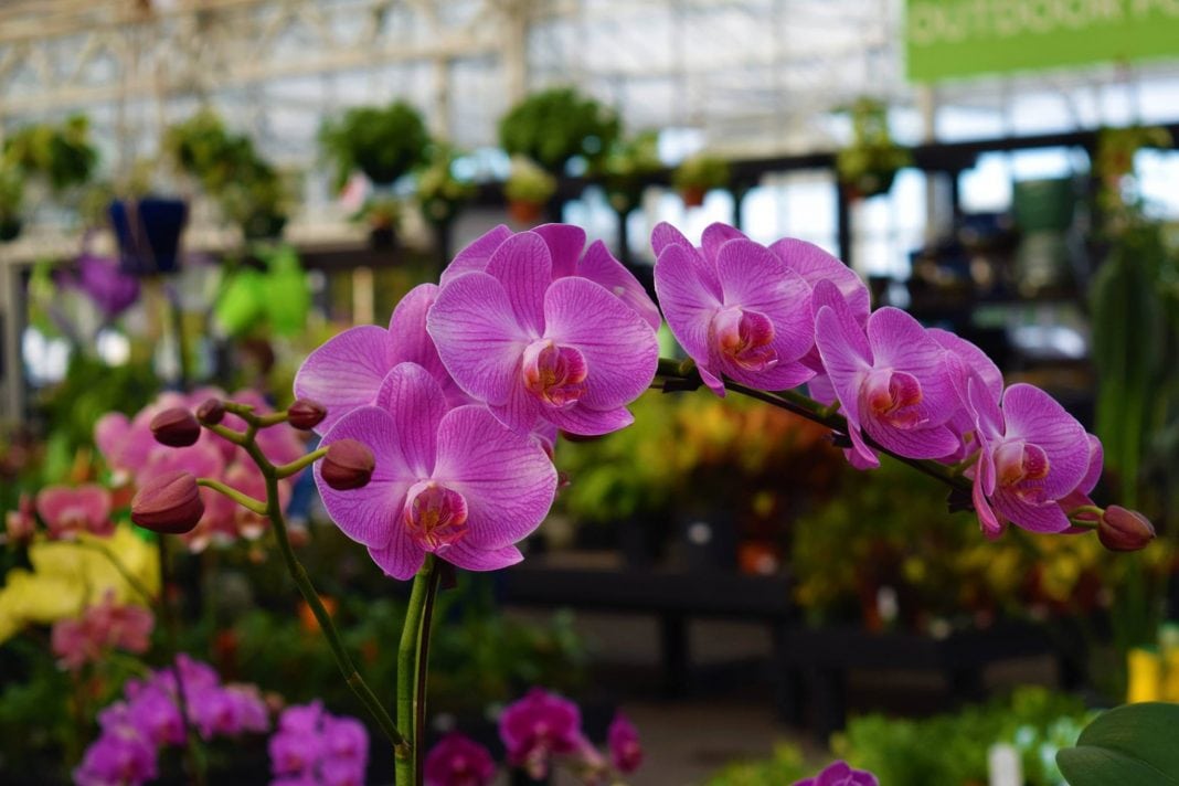 Watson's Greenhouse and Nursery