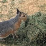 Debbie Doolittle’s Indoor Petting Zoo
