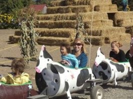 Schilter Family Farm cow train
