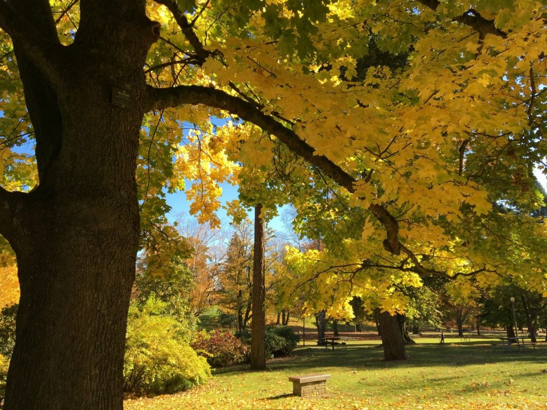 Wright Park in Autumn