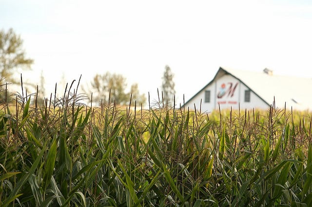 Maris Farms Corn Maze 