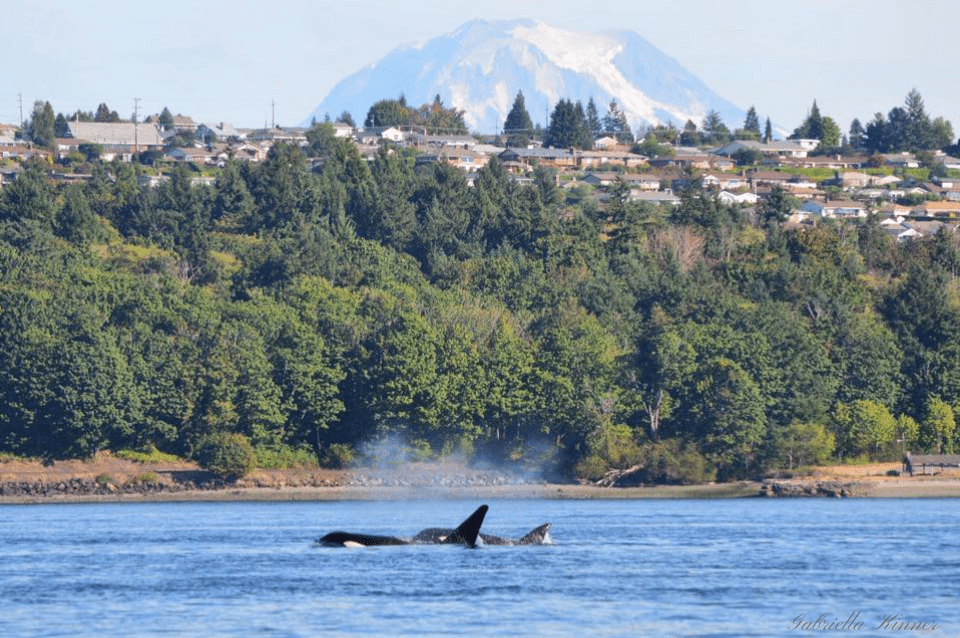 Orca in Tacoma