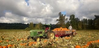 Pumpkin Harvest