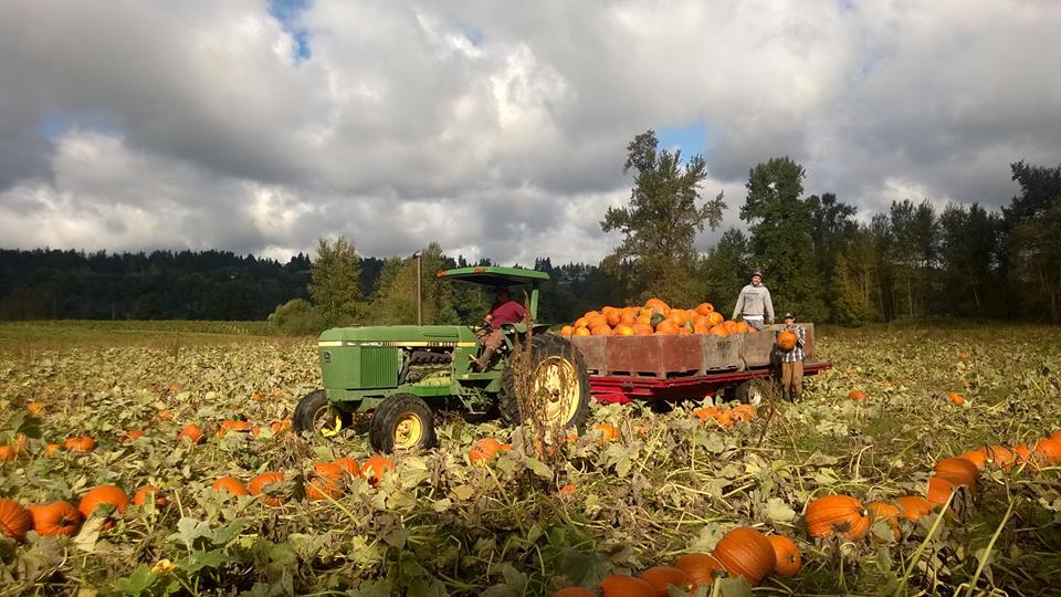 Pumpkin Harvest